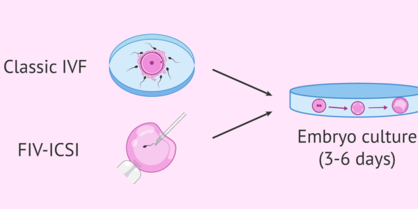 Embryo culture process at Sattva Fertility Care Center