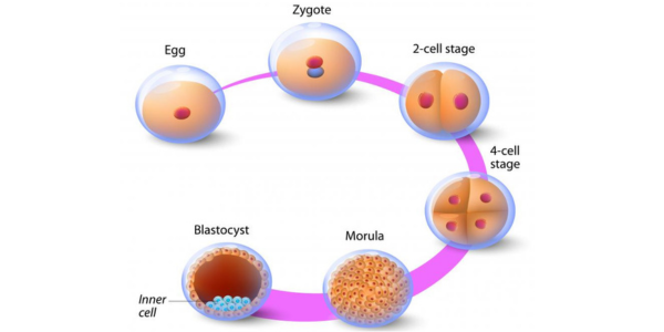 Enhanced egg production process at Sattva Fertility Care Center
