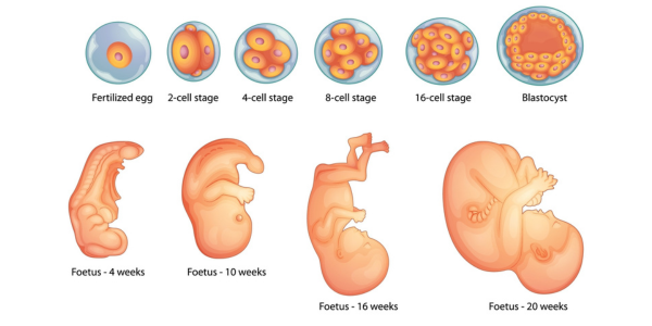 Increased success rates with ovulation induction at Sattva Fertility Care Center