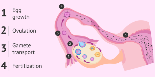 Optimized timing for egg retrieval at Sattva Fertility Care Center