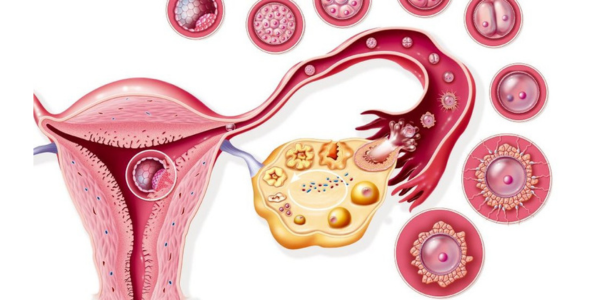 Ovulation monitoring procedure at Sattva Fertility Care Center